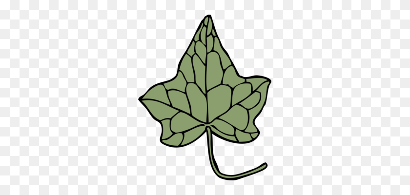 273x340 Common Ivy Maple Leaf Vine Hedera Hibernica - Leaf Vine Clip Art