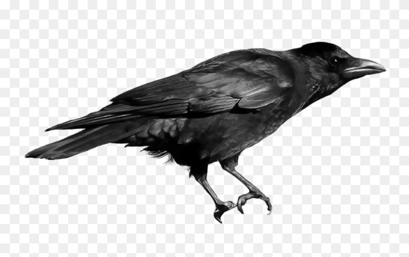 900x540 Common Raven Png Free Download - Raven PNG