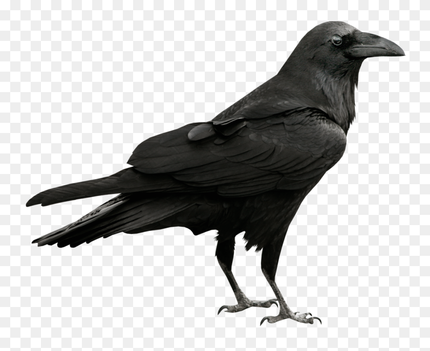 1273x1023 Common Raven Png Transparent - Big Bird PNG