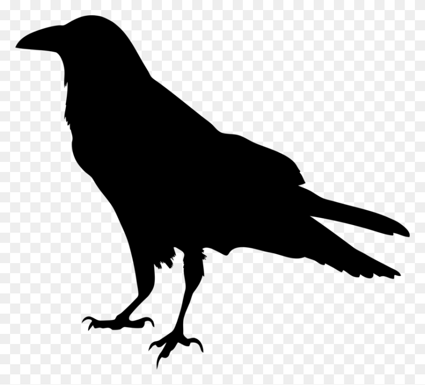 834x750 Common Raven Silhouette Drawing Crow Family - Raven Clipart