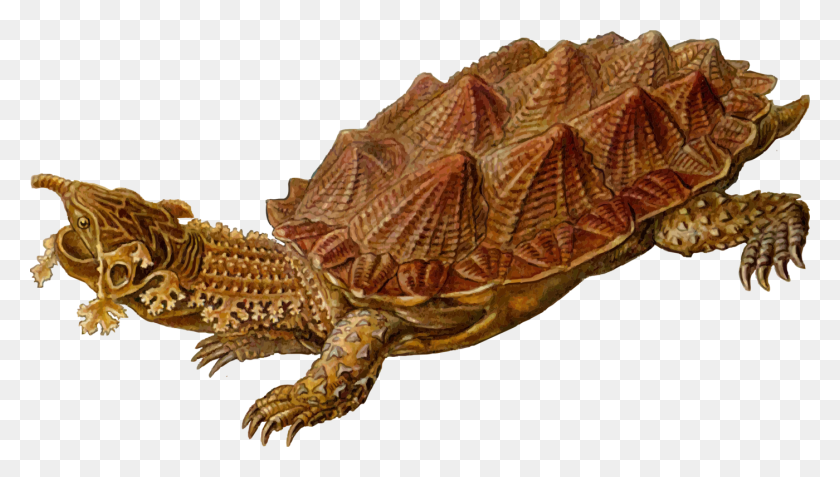 1400x750 Обычная Щелкающая Черепаха Рептилия Мата Мата Архелон - Щелкающая Черепаха Клипарт