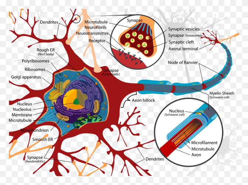 1280x931 Complete Neuron Cell Diagram En - Neurons PNG