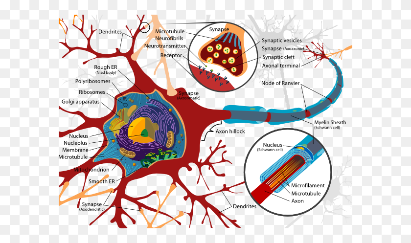 600x437 Complete Neuron Cell Diagram En Clip Art - Golgi Apparatus Clipart