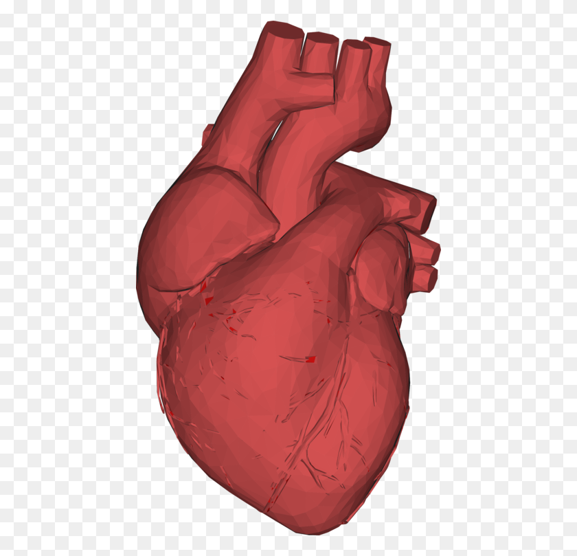 444x749 Los Gráficos De Computadora De Low Poly Corazón De La Anatomía Del Pulgar - Corazón De La Anatomía De Imágenes Prediseñadas