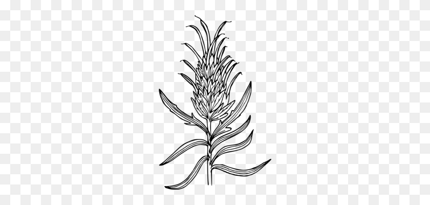 220x340 Computer Icons Wyoming Indian Paintbrush Coloring Book Drawing - Wyoming Clipart