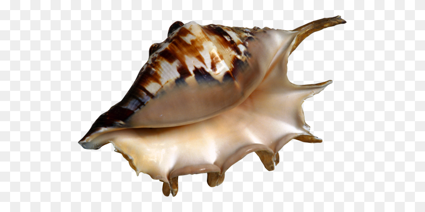 531x360 Conch - Conch PNG