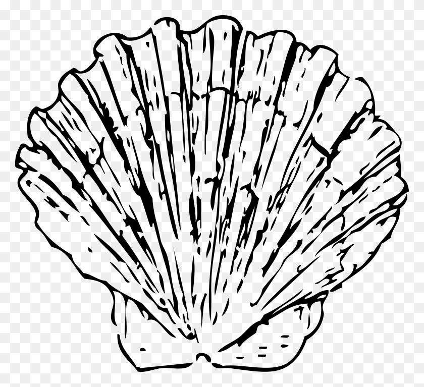 3333x3024 Conch Shell Clip Art - Spider Black And White Clipart