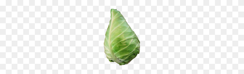 125x195 Cone Cabbage This Week's Market Report Good Buy! Produce Alliance - Cabbage PNG