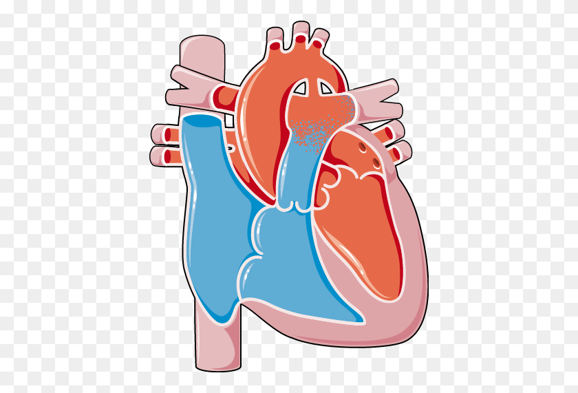 406x511 Congenital Heart Disease - Patent Clipart