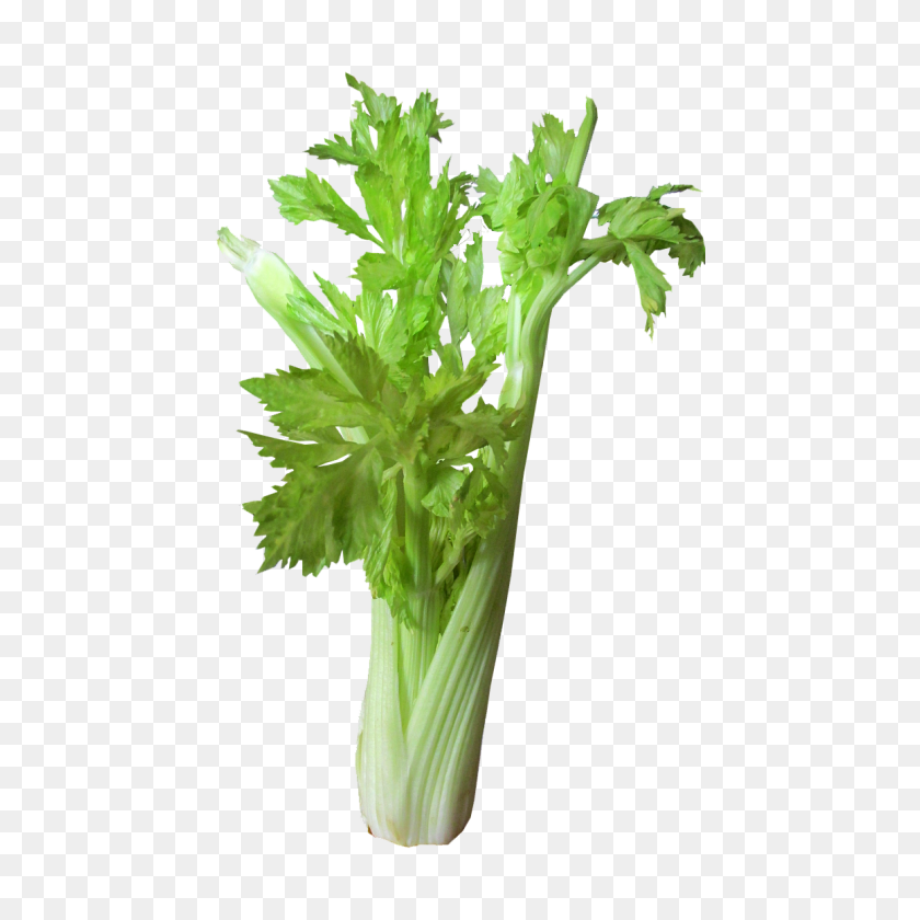 1160x1160 Cookfiction - Celery PNG