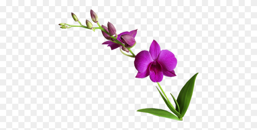 460x366 Cooktown Orchid Png Png Image - Orchid PNG