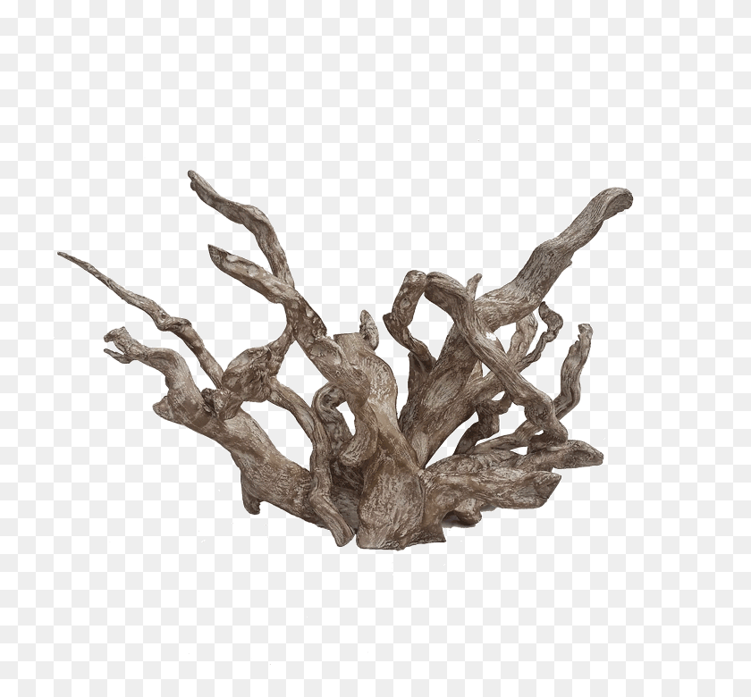 720x720 Coral - Driftwood PNG