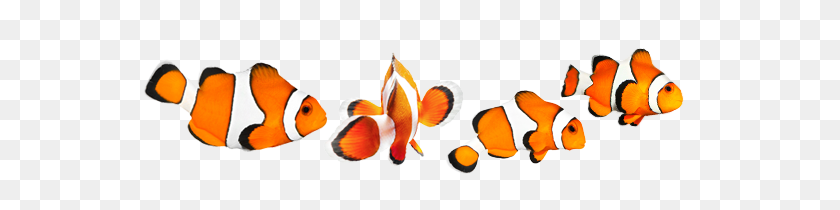 560x150 Coral Reef - Clown Fish PNG
