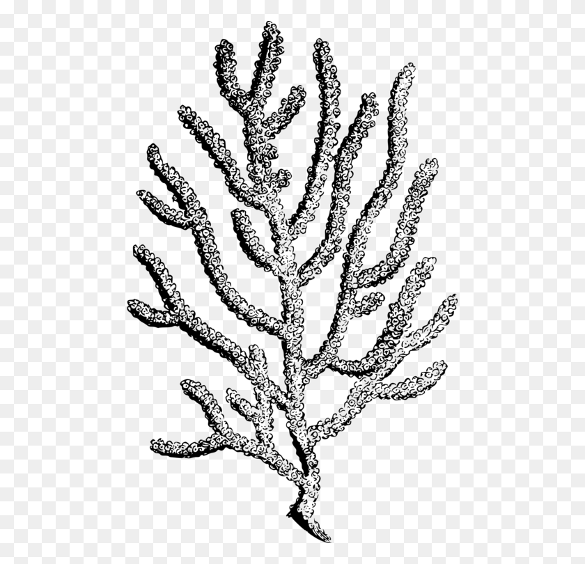 475x750 Coral Reef Botanical Illustration Botany Alcyonacea Free - Reef Clipart
