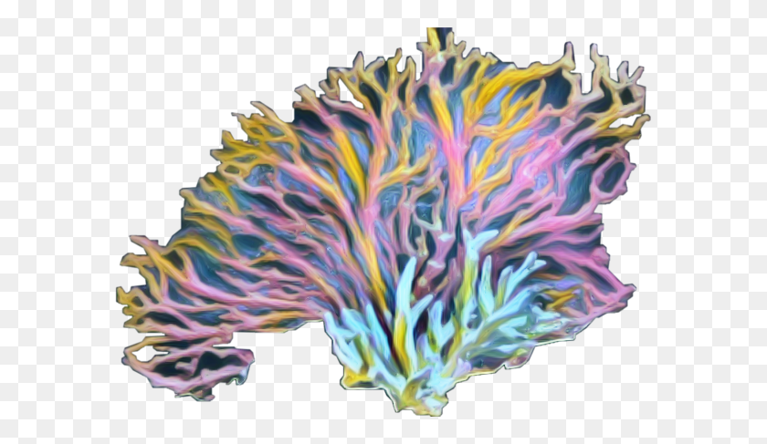 587x427 Coralreef Color Freetoedit - Coral Reef PNG