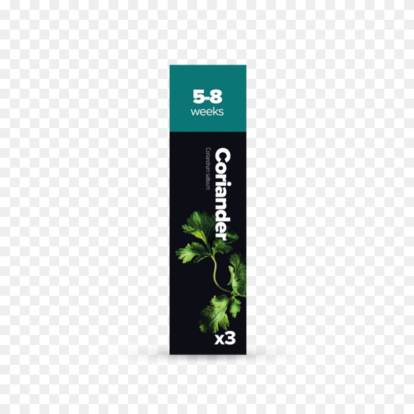 800x800 Coriander Plantui - Cilantro PNG