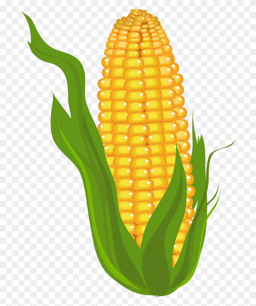705x945 Corn Clip Art Vegetables - Corn Stalk Clipart