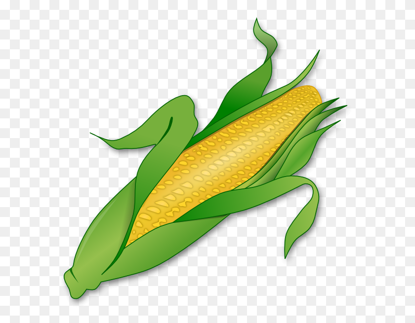 600x595 Кукуруза Клипарт Кукурузные Картинки - Клипарт Стебли Пшеницы