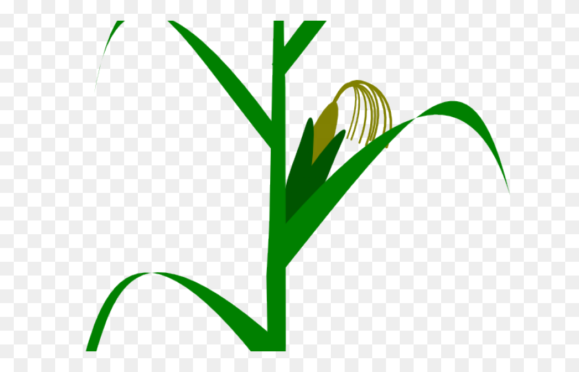 640x480 Кукуруза Индийская Кукуруза - Индийская Кукуруза Клипарт