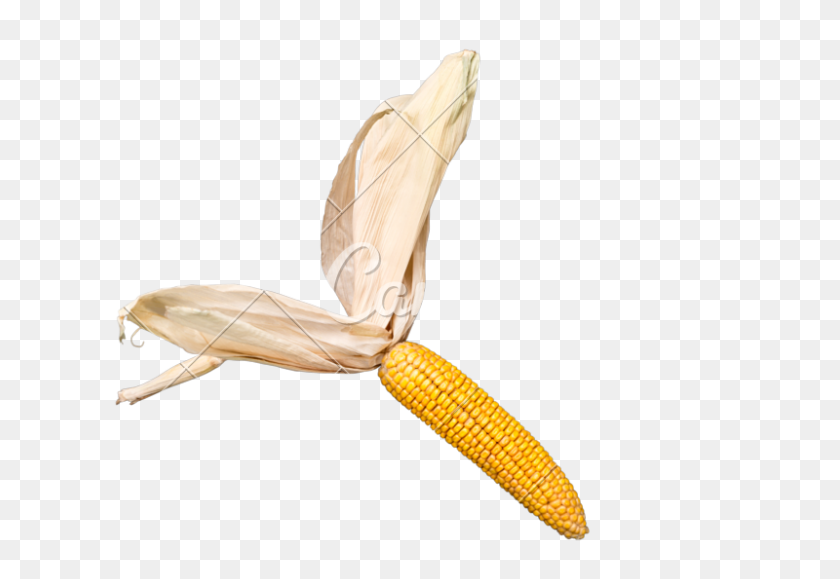 800x533 Початки Кукурузы - Кукуруза В Початках Png