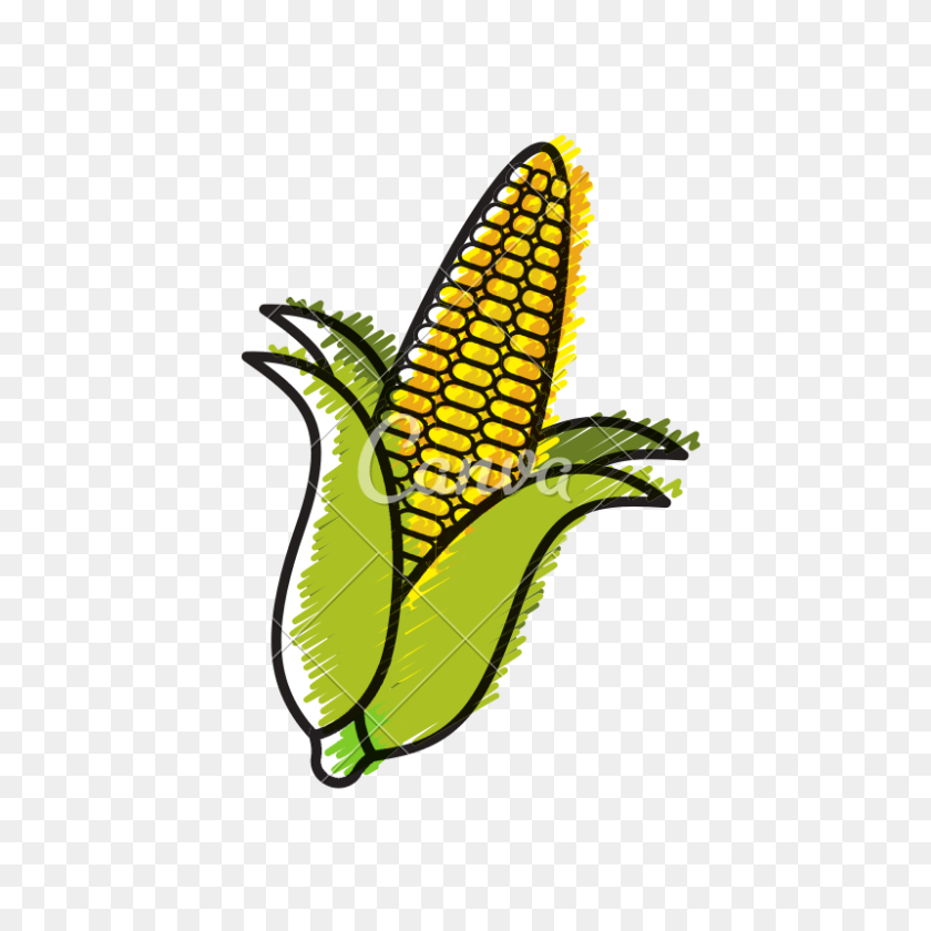 800x800 Corn Cob Doodle - Corn On The Cob PNG