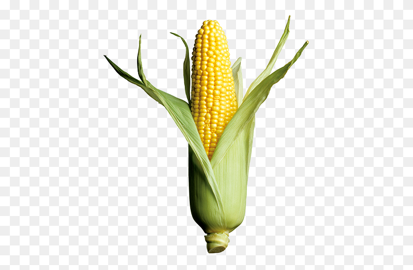 419x490 Corn Crops In Focus Annual Report Syngenta - Crops PNG