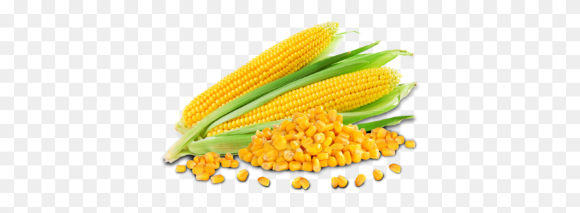 380x249 Corn Hd Png Transparent Corn Hd Images - Corn Stalk PNG