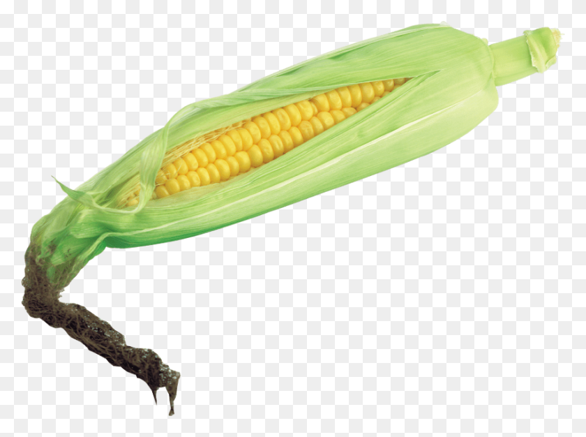 850x617 Corn Png - Corn On The Cob PNG