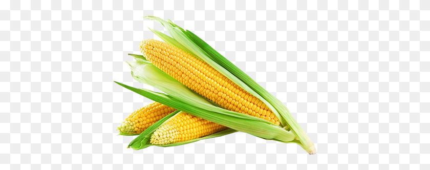 400x272 Corn Png Images Download, Yellow Corn Png - Corn Stalk PNG