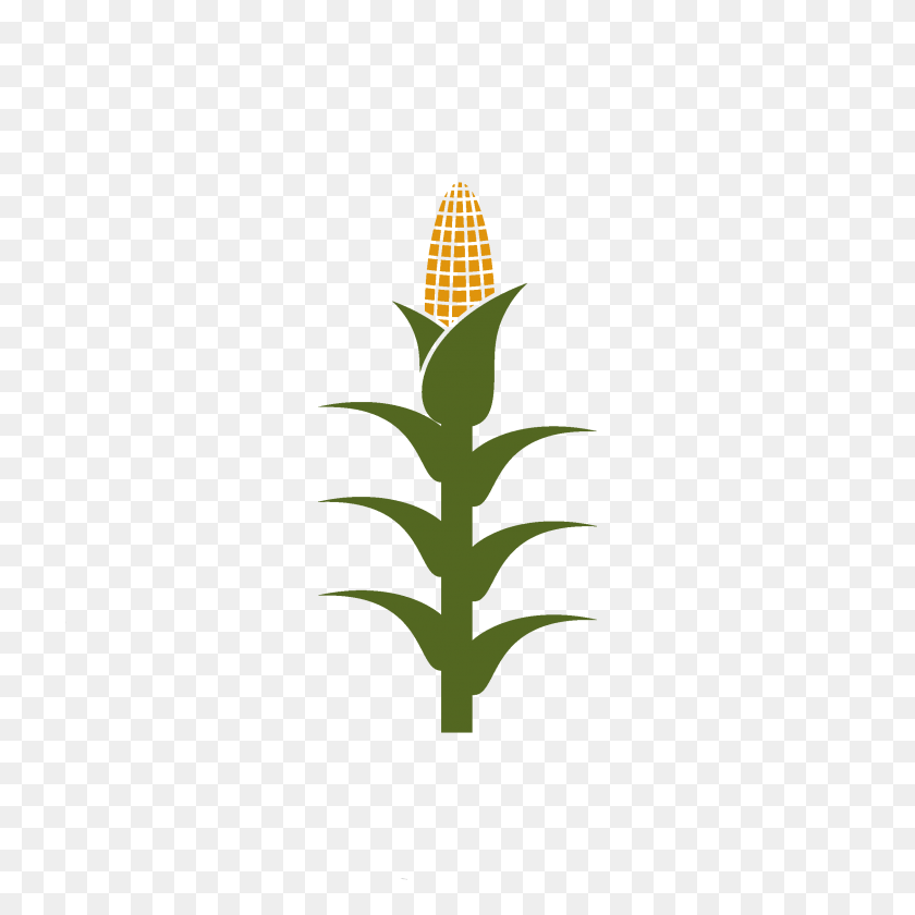 2429x2429 Corn Stalk Copy - Corn Stalk PNG