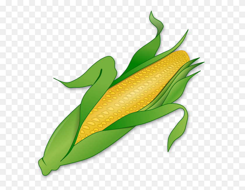 600x592 Стебель Кукурузы Png Клипарт Для Интернета - Кукурузный Стебель Png