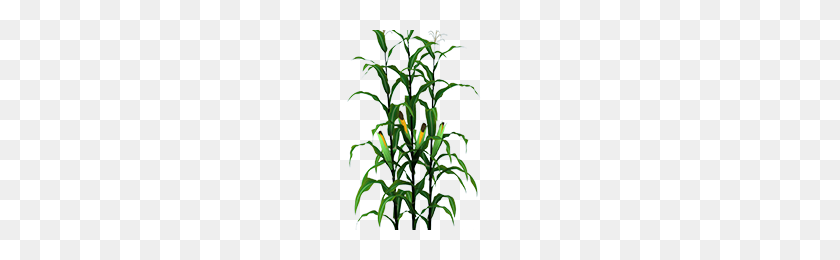 273x200 Corn Stalks Png Png Image - Corn Stalk PNG