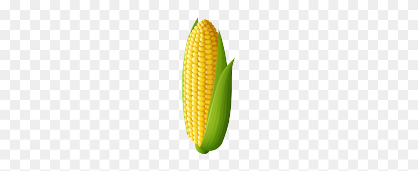 379x283 Corn Transparent Png Image - Corn On The Cob PNG
