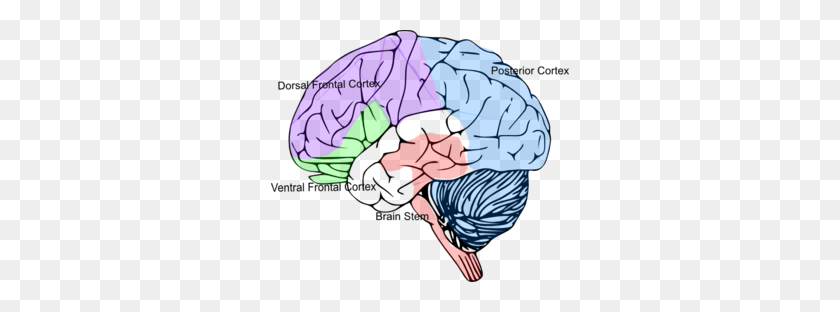 298x252 Кора Головного Мозга Картинки - Мозг Клипарт
