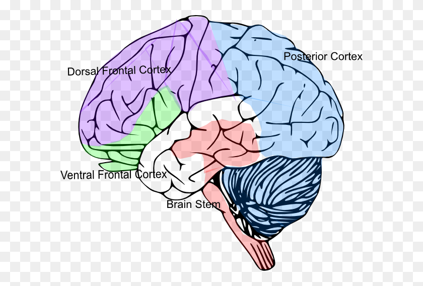 600x508 Кора Головного Мозга Картинки - Мозг Клипарт Изображения