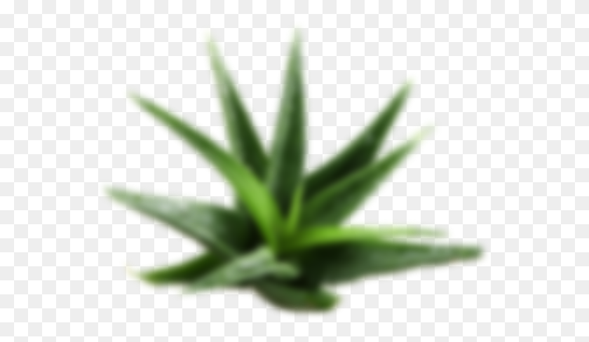 575x428 Cosmetics Aloe Layer Paliz Agriculture - Aloe PNG