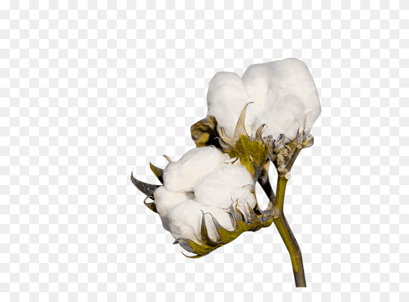 567x560 Cotton Png Transparent Images - Seeds PNG