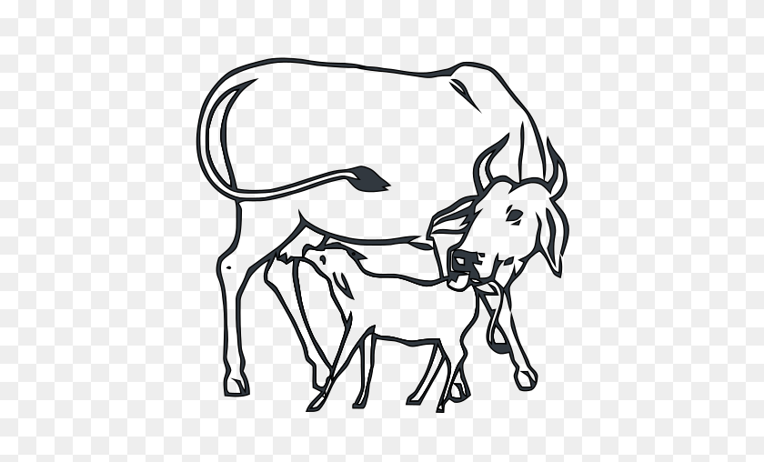 500x448 Cow And Calf Inc - Gandhi Clipart