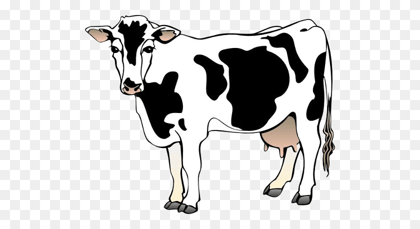500x398 Cow Png - Cow PNG