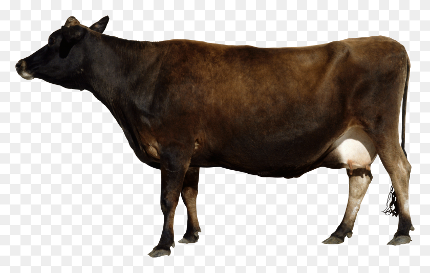 3863x2349 Cow Png Image, Free Cows Png Picture Download - Cow PNG