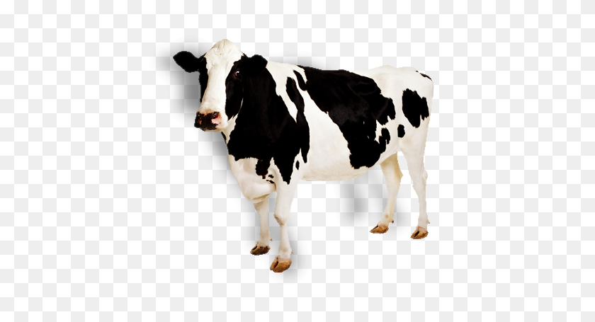 453x395 Cow Png Images - Cows PNG
