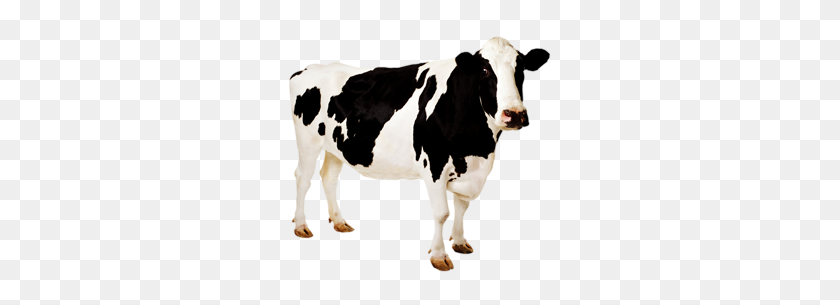 280x245 Cow Png Images And Clipart Free Download - Cow Head PNG