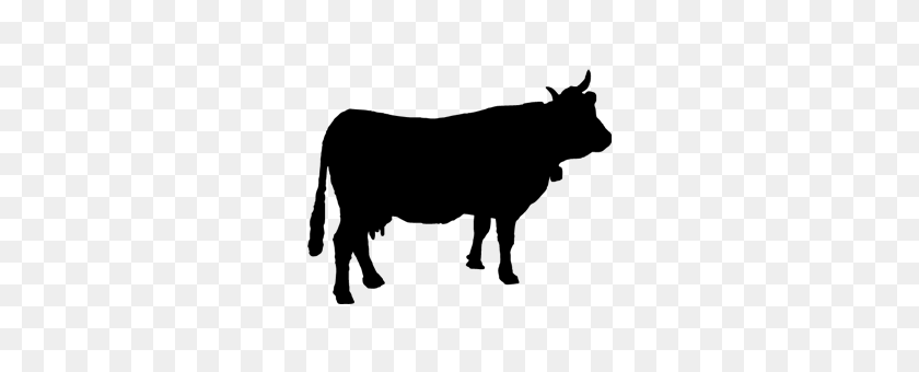 280x280 Cow Png Images And Clipart Free Download - Cow PNG