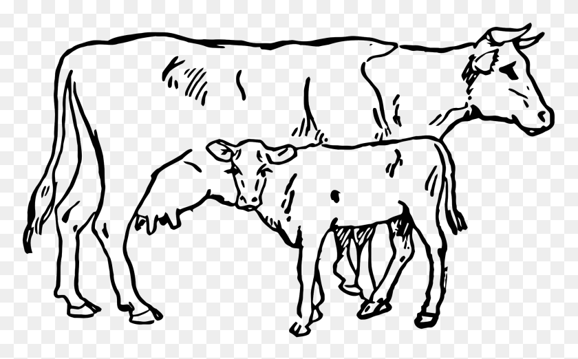 2000x1186 Cow With Calf Coloring - Hereford Cow Clipart