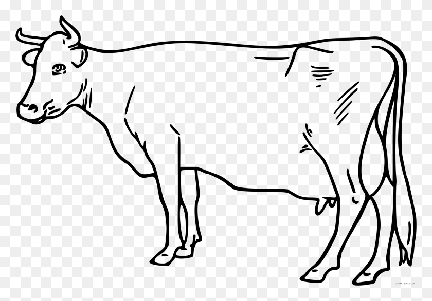 2473x1668 Cows Clipart Outline, Cows Outline Transparent Free For Download - Cattle Clipart Black And White