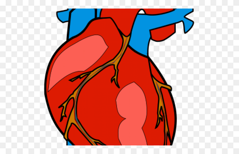640x480 Cozy Real Heart Clipart - Google Images Clip Art