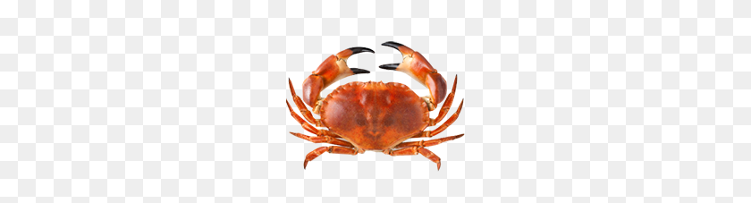 200x167 Crab Clipart Free Clipart - Crab Clipart PNG