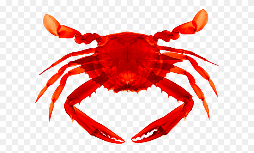 608x447 Crab Png - Crab PNG