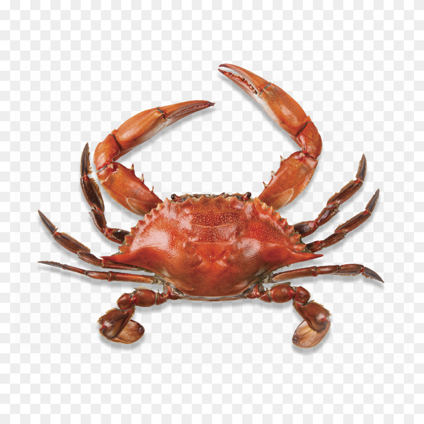 2048x2048 Crab Png Hd Transparent Crab Hd Images - Crab PNG