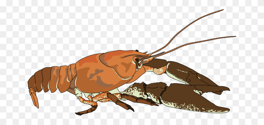 664x340 Crayfish Lobster Louisiana Crawfish Crustacean Drawing Free - Crawfish Clip Art